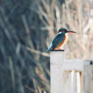 Eisvogel