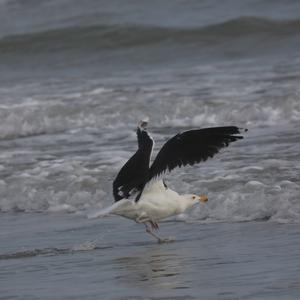 Great Black-backed Gull