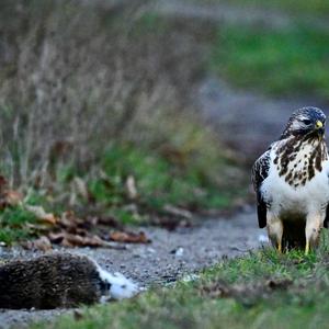 Mäusebussard