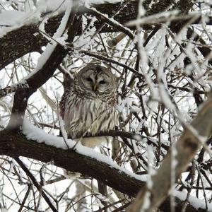 Barred Owl