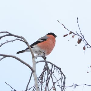 Eurasian Bullfinch