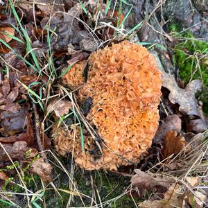 Eastern Cauliflower Mushroom