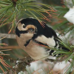 Great Spotted Woodpecker