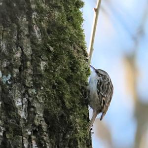 Short-toed Treecreeper