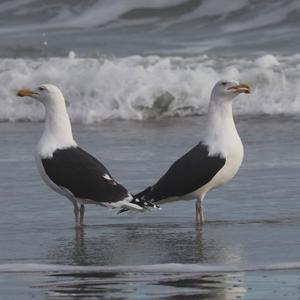 Great Black-backed Gull