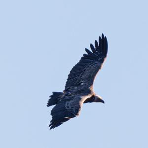 Griffon Vulture