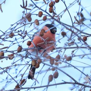 Eurasian Bullfinch