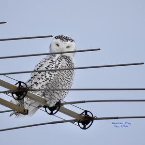 Snowy Owl