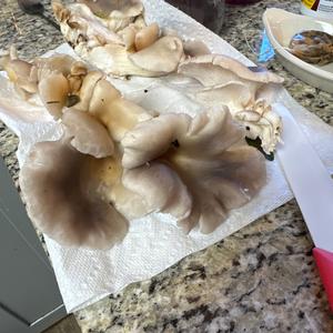 Oyster Mushroom