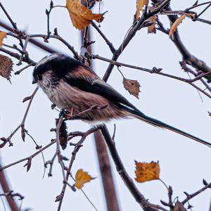 Long-tailed Tit