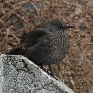 Eurasian Blackbird