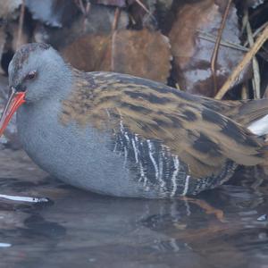 Water Rail