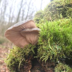 Oyster Mushroom