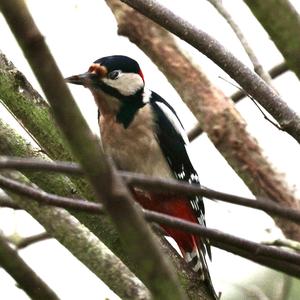 Great Spotted Woodpecker