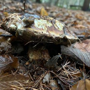 King Bolete