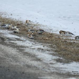 Snow Bunting