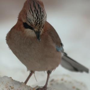 Eurasian Jay