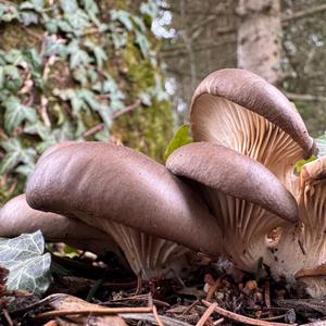 Oyster Mushroom