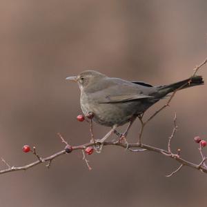 Amsel