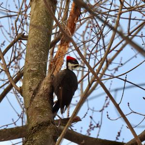 Pileated Woodpecker