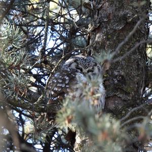 Boreal Owl