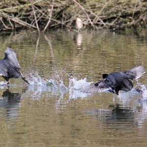 Common Coot