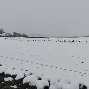 Greylag Goose