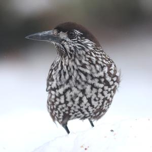 Spotted Nutcracker