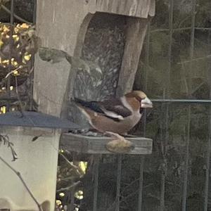 Hawfinch