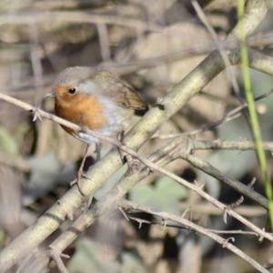 European Robin