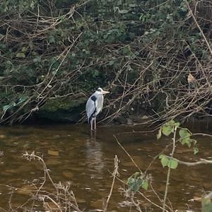 Grey Heron