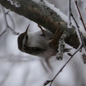 Eurasian Treecreeper