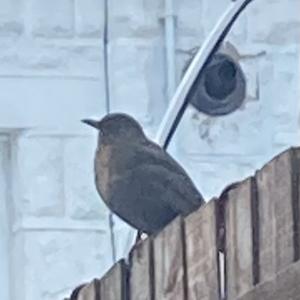 Eurasian Blackbird