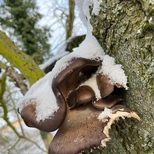 Oyster Mushroom