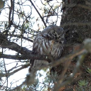 Boreal Owl