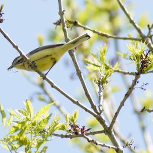 Yellow Wagtail