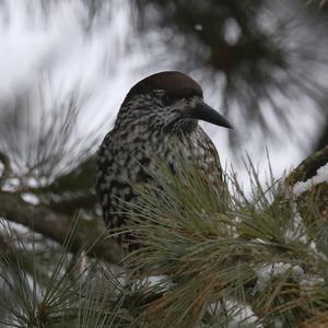 Spotted Nutcracker