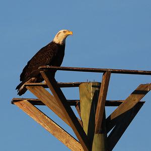 Weißkopfseeadler