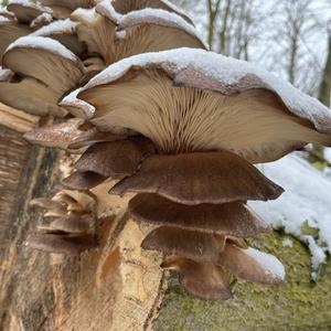 Oyster Mushroom