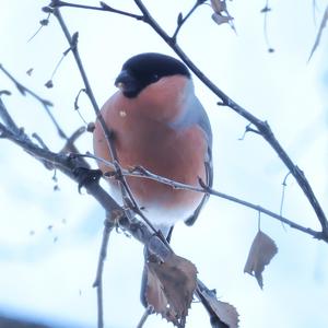 Eurasian Bullfinch