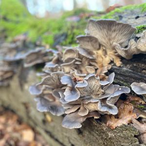 Oyster Mushroom