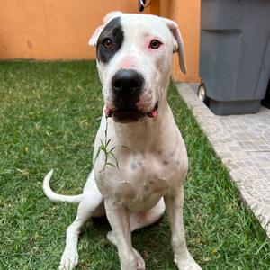 Dogo Argentino