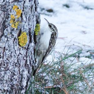 Eurasian Treecreeper