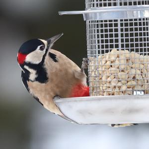 Great Spotted Woodpecker