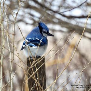 Blue Jay