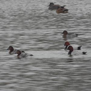 Common Pochard