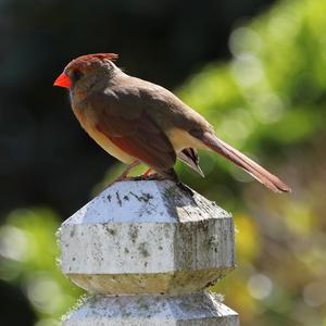 Northern Cardinal