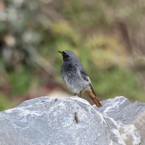 Black Redstart