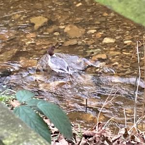 Common Merganser