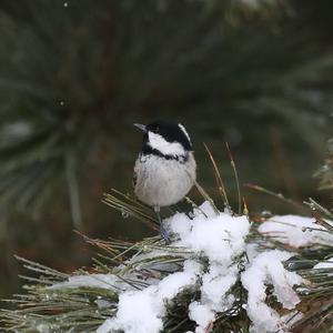 Coal Tit